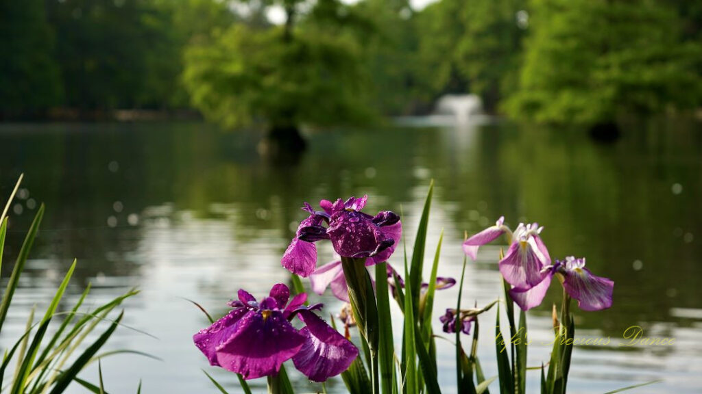 Close up of irises in bloom. Cypress trees and a fountain can be seen in the background.