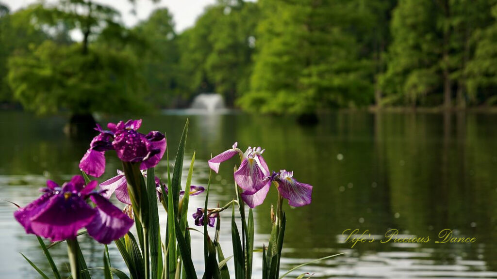 Close up of irises in bloom. Cypress trees and a fountain can be seen in the background.