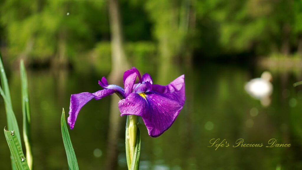 Close up of an iris in full bloom. A blurry swan in the background.