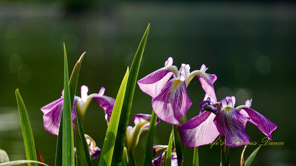 Close up of purple irises in full bloom.