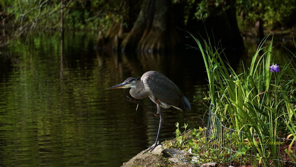 Blue heron standing on the bank of Swan Lake. One leg raised up. Cypress trees in the background reflecting on the surface of the water.