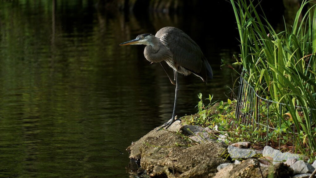 Blue heron standing on the bank of Swan Lake. One leg raised up.