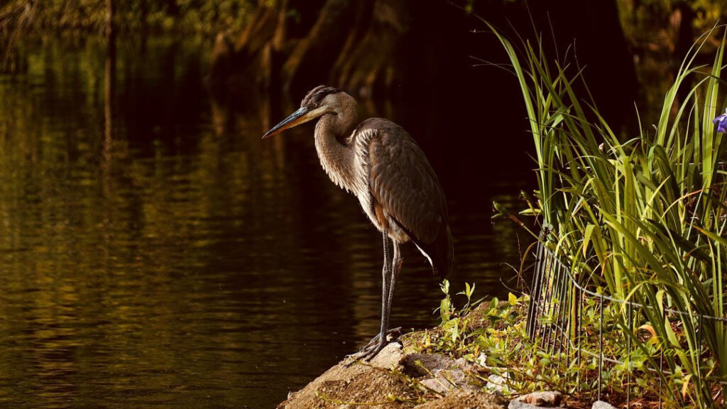 Blue heron standing on the bank of Swan Lake. Cypress trees in the background reflecting on the surface of the water.