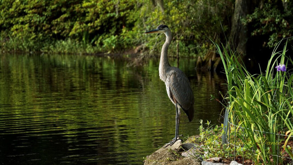 Blue heron standing on the bank of Swan Lake. Cypress trees in the background reflecting on the surface of the water.