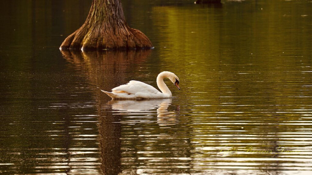 Swan swimming on the lake reflecting on the surface of the water. A cypress tree in the background.