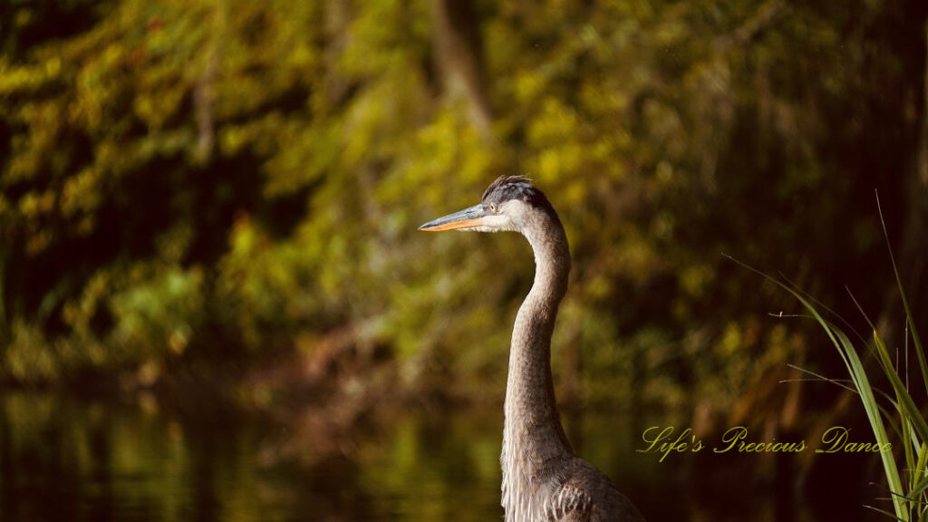 Close up of a blue heron from neck up.