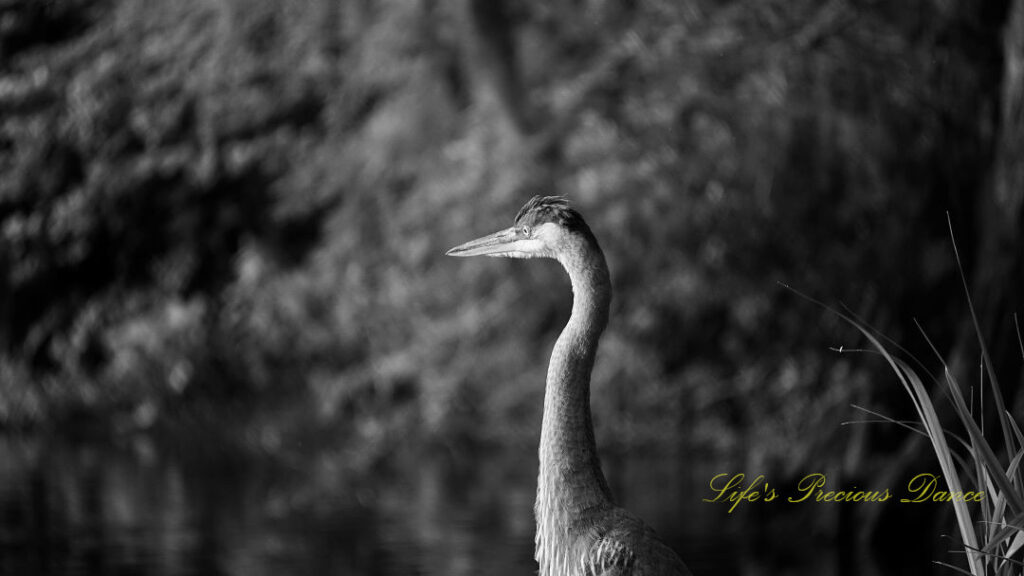 Black and white of a blue heron from the neck up.