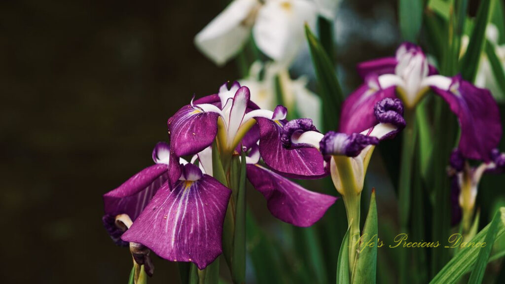 Close up of purple irises in full bloom.