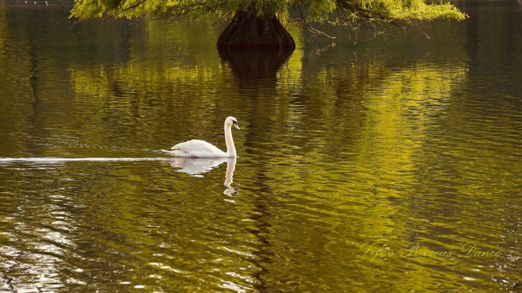 Swan swimming on the lake reflecting on the surface of the water. A cypress tree in the background.