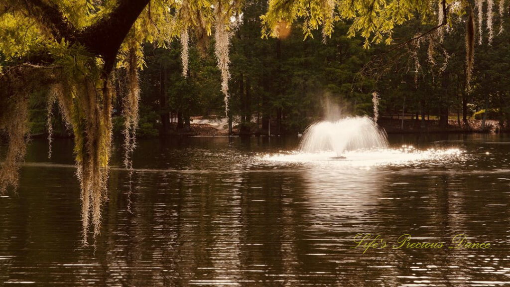 Fountain in Swan Lake reflecting and splashing off the surface of the water. Spanish moss hangs from a tree in the foreground.