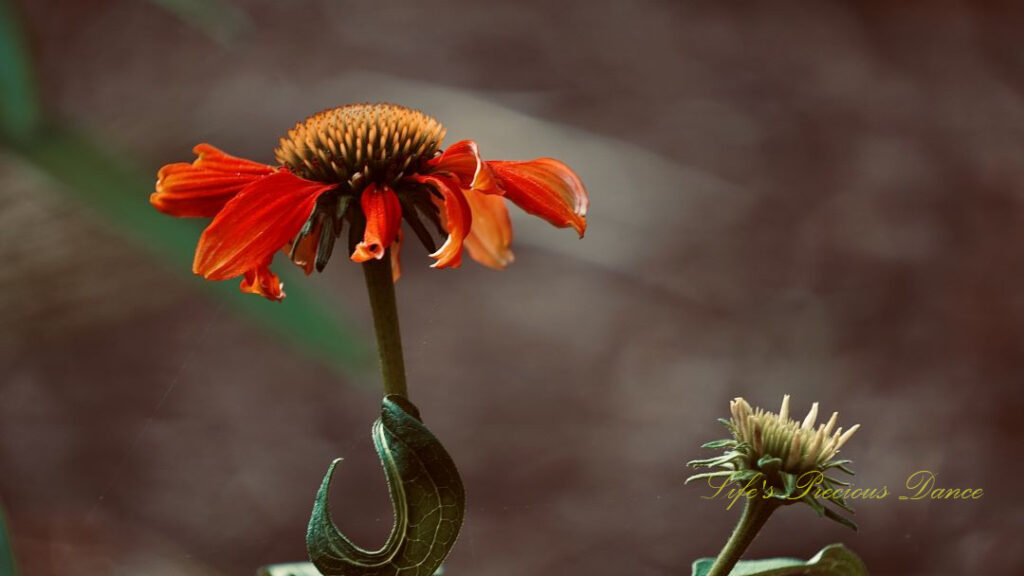 Purple coneflower in bloom at Swan Lake Iris Garden.