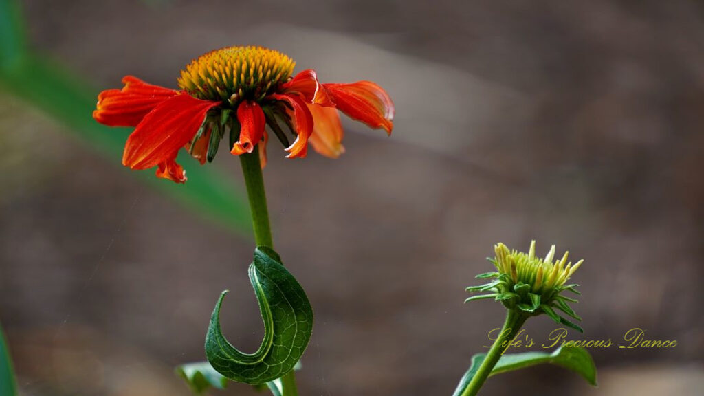 Purple coneflower in bloom at Swan Lake Iris Garden.