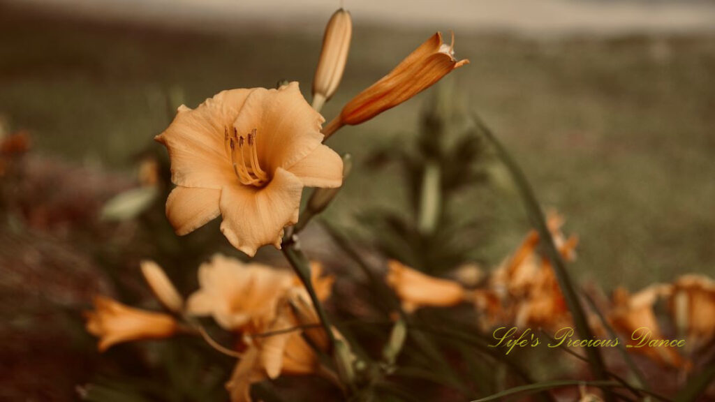 Cream colored daylily in full bloom