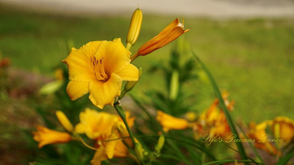 Yellow daylily in full bloom.