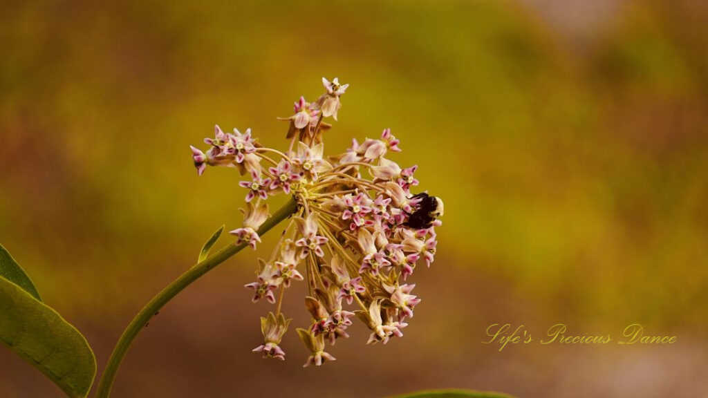 Bumble bee pollinating milkweed.