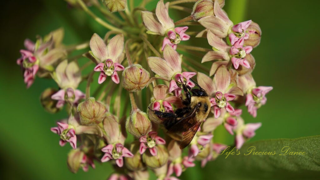 Close up of a honey bee pollinating milkweed.