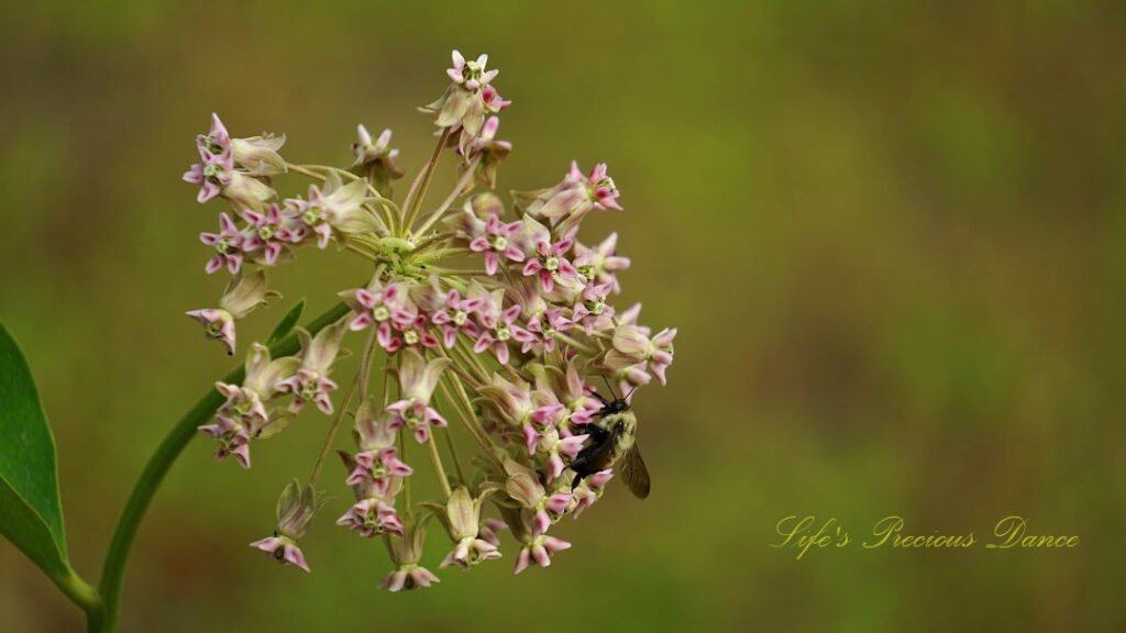 Bumble bee pollinating milkweed.