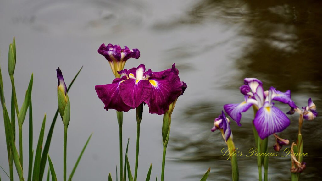 Close up of irises in full bloom. Swan Lake in the background.