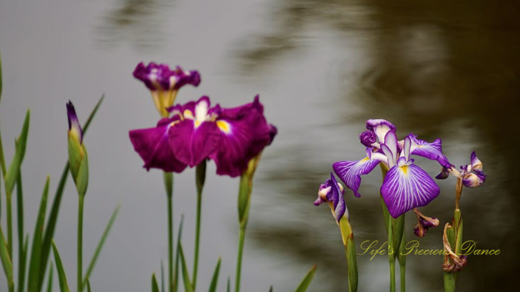 Close up of irises in full bloom. Swan Lake in the background.