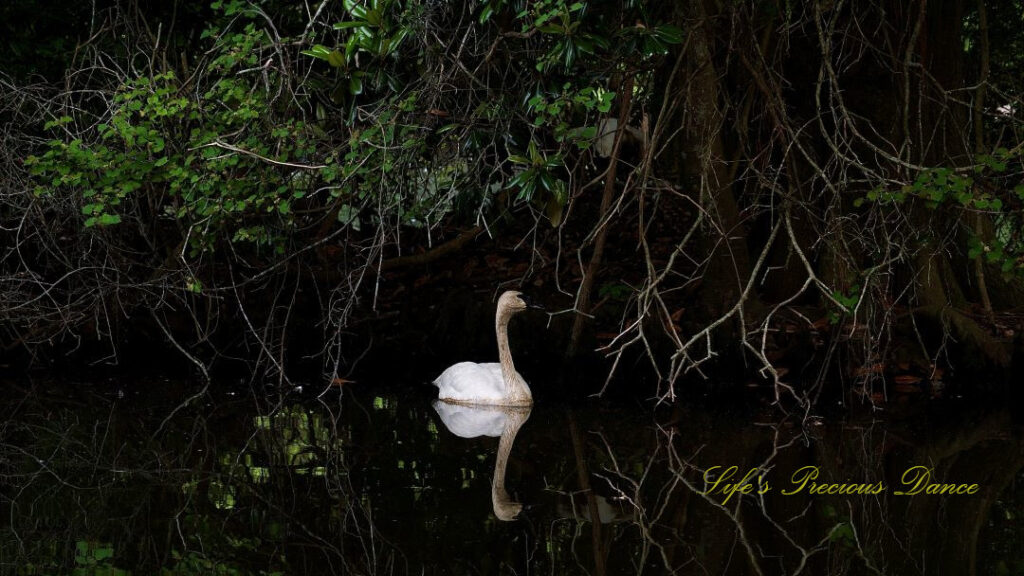 Swan swimming in the lake, reflecting on the surface of the water.