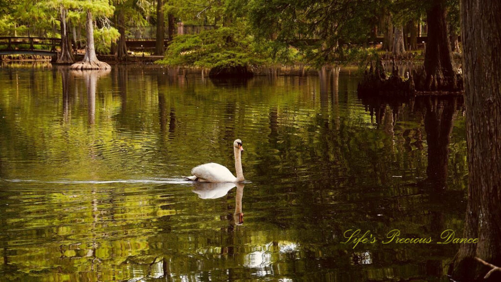 White swan swimming on the lake amongst cypress trees, both reflecting on the water. A walking bridge in the background.