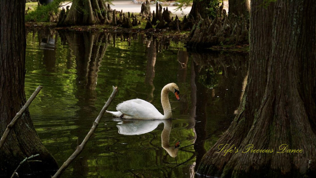 White swan swimming on the lake amongst cypress trees, both reflecting on the water.