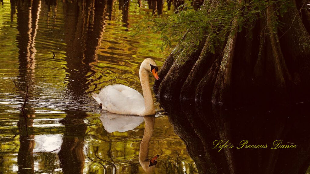 White swan swimming on the lake amongst cypress trees, both reflecting on the water.