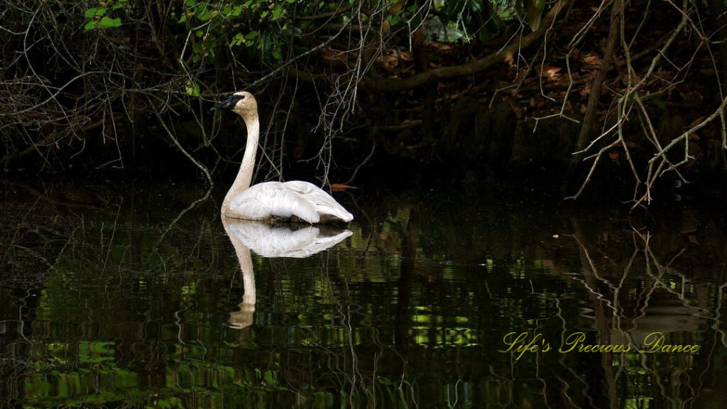 Swan swimming in the lake, reflecting on the surface of the water.