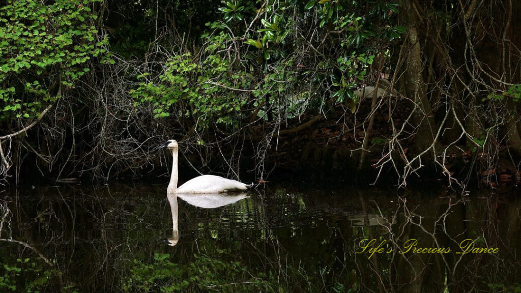 Swan swimming in the lake, reflecting on the surface of the water.