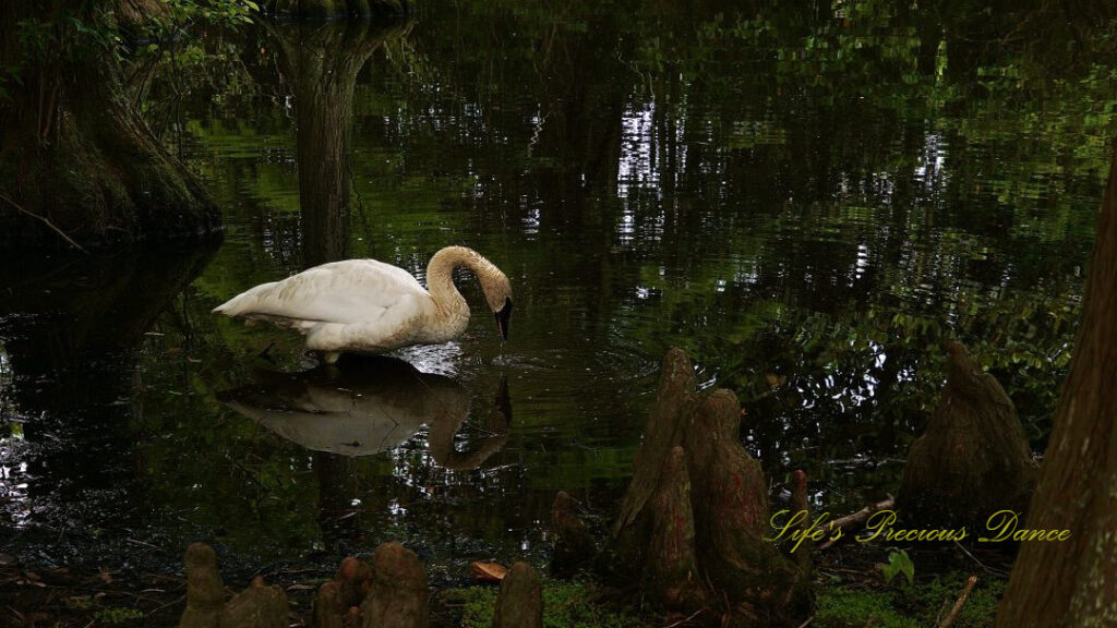 Swan standing in the lake drinking surrounded by cypress trees, reflecting on the surface of the water.