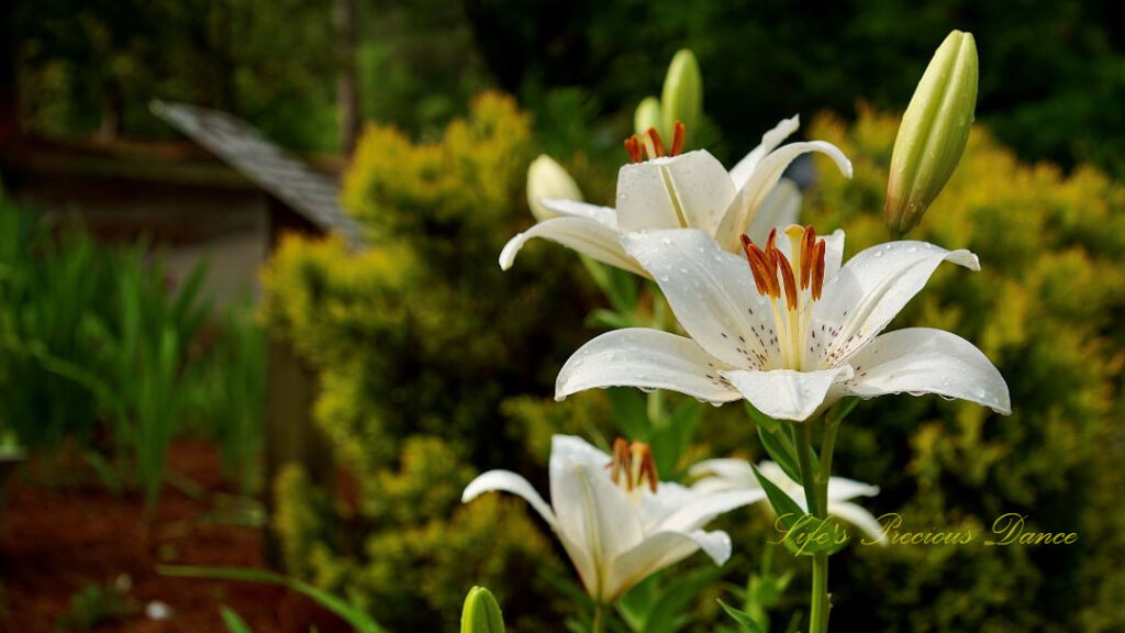 Day lily in full bloom. Rain drops on its petals.