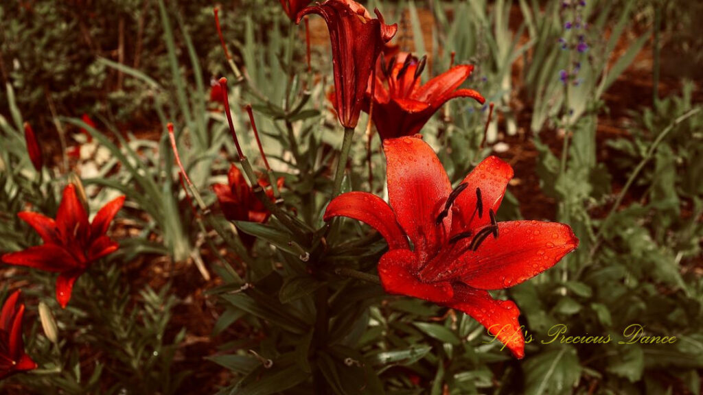 Red lily in full bloom. Rain drops on its petals.