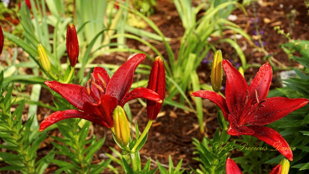 Red lilies in full bloom. Rain drops on their petals.