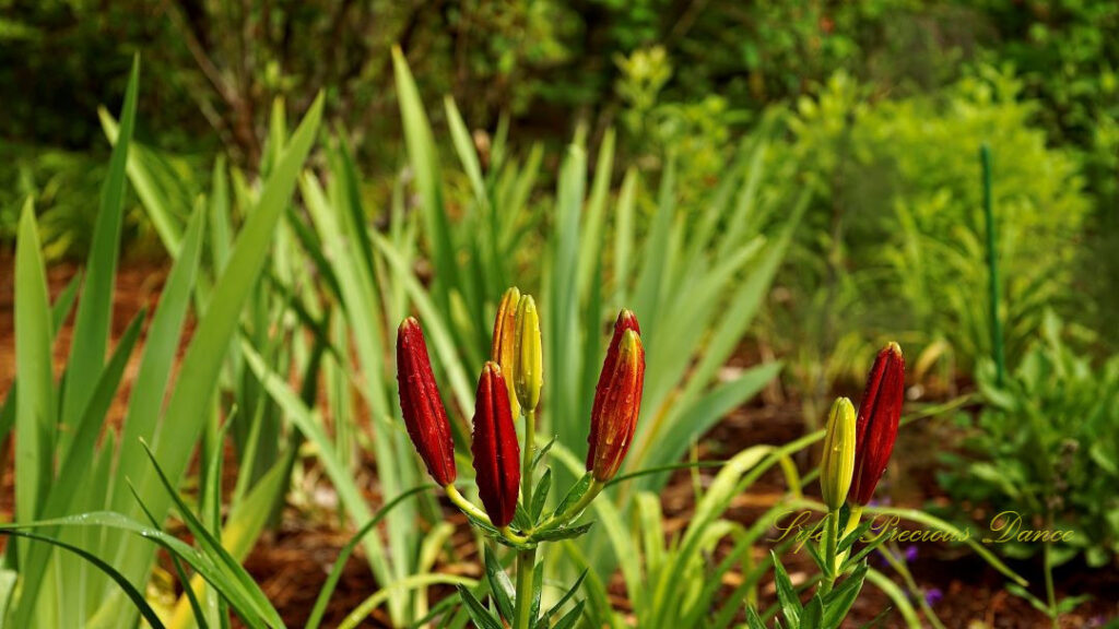 Unopened red lilies at Swan Lake Iris Garden.