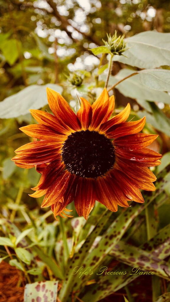 Rust colored sunflower in bloom at Swan Lake Iris Garden.