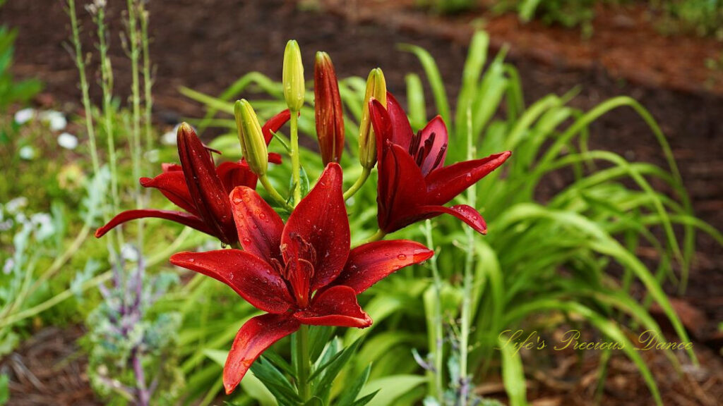 Red lilies in full bloom. Rain drops on their petals.