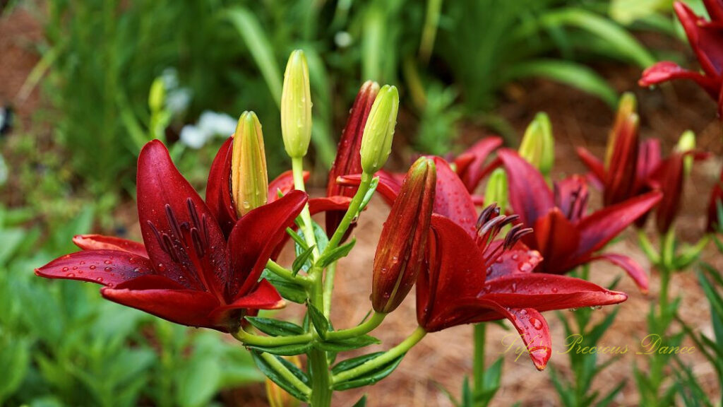 Close up of red lilies in full bloom. Rain drops on their petals.