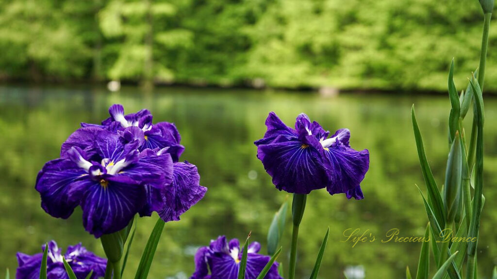 Blue irises in full bloom.