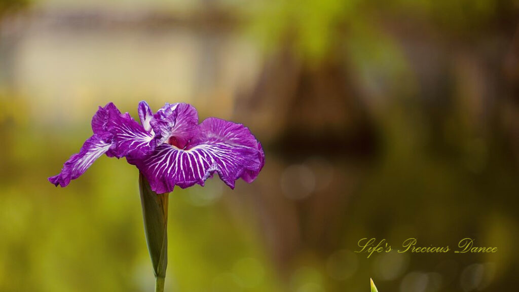 Close up of an iris in full bloom.