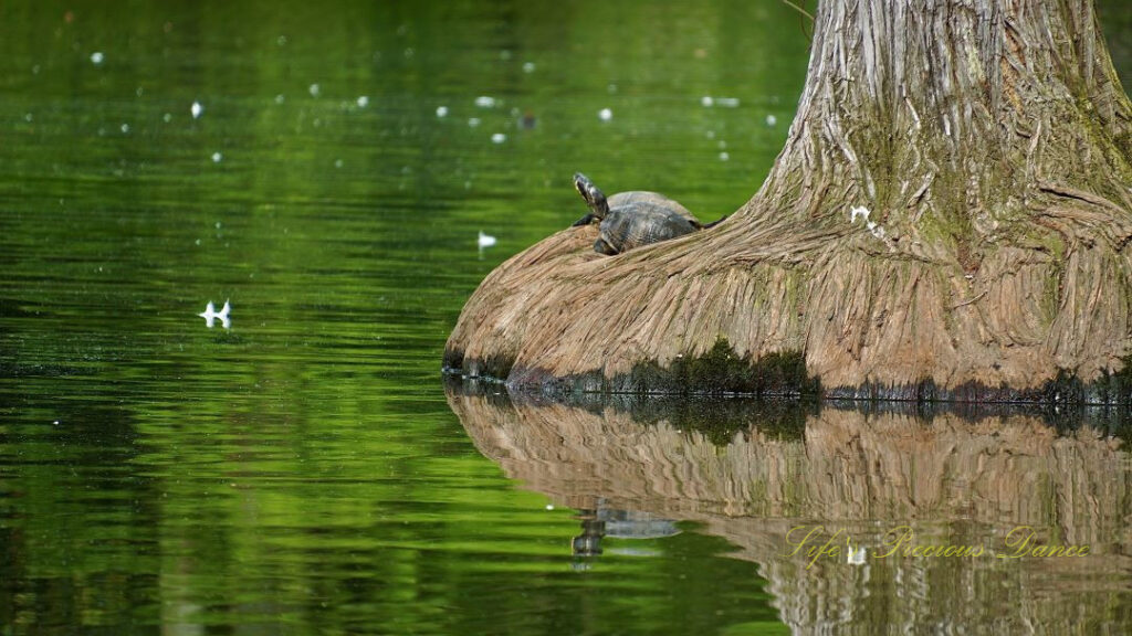 Turtle on the base of a cypress tree in Swan Lake, both reflecting on the surface of the water.