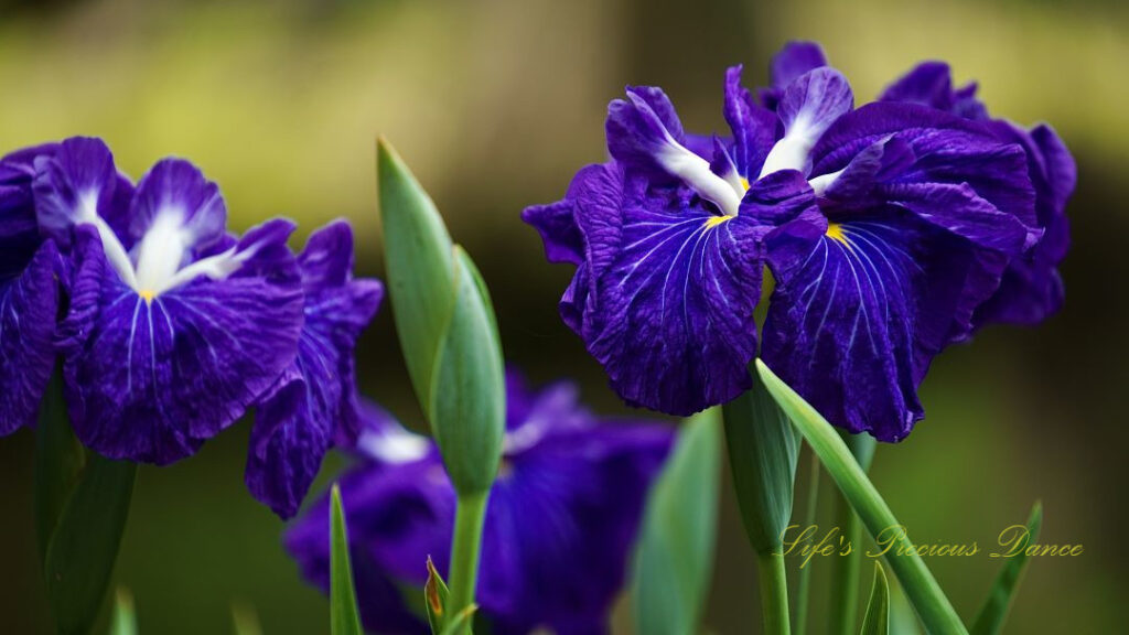 Close up of blue irises in full bloom.