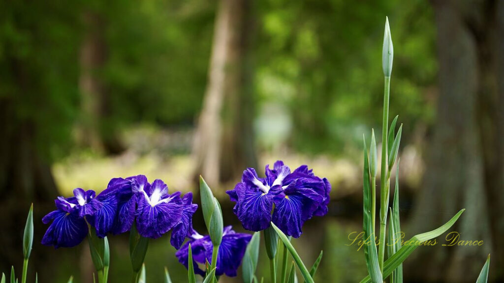 Blue irises in full bloom.