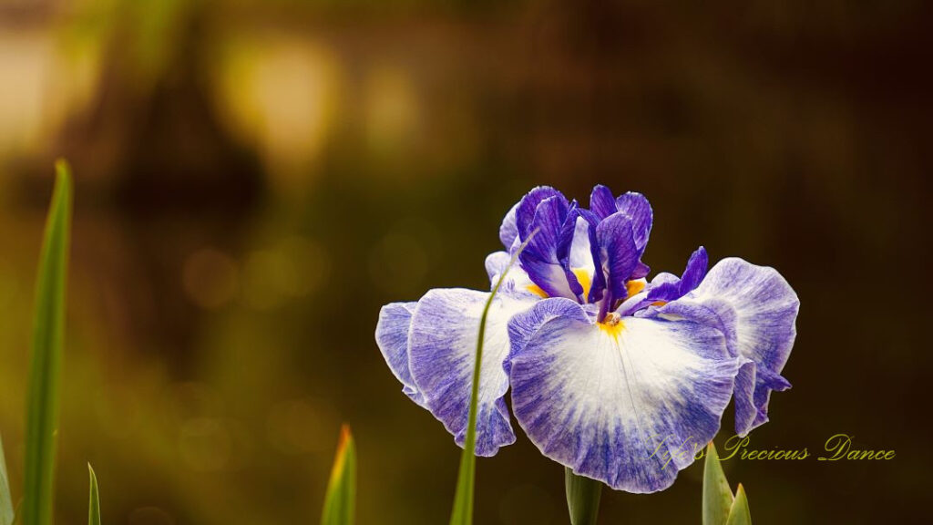 Close up of an iris in full bloom.