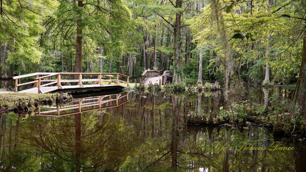 Walking bridge, trees, and spanish moss reflecting on the surface of a pond at Swan Lake Iris Garden.