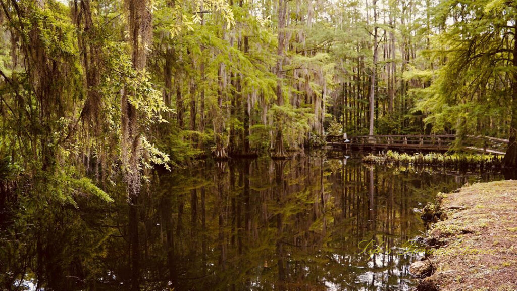 Trees, spanish moss and a boardwalk reflecting on the surface of a pond at Swan Lake Iris Garden.