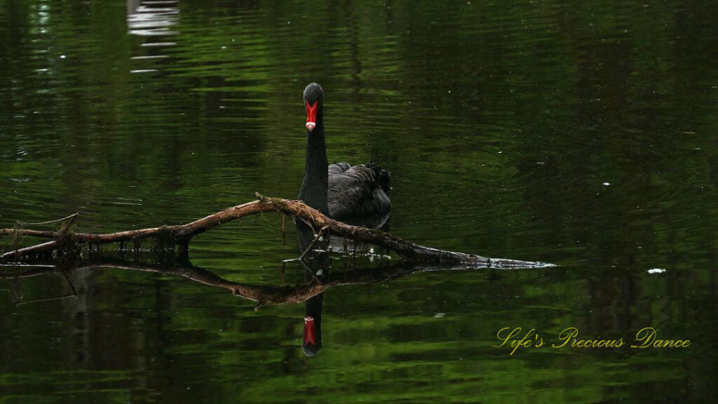 Black swan in front of a downed limb in the lake, both reflected on the surface of the water.