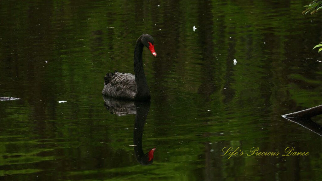 Black swan swimming in the lake, reflecting on the surface of the water.