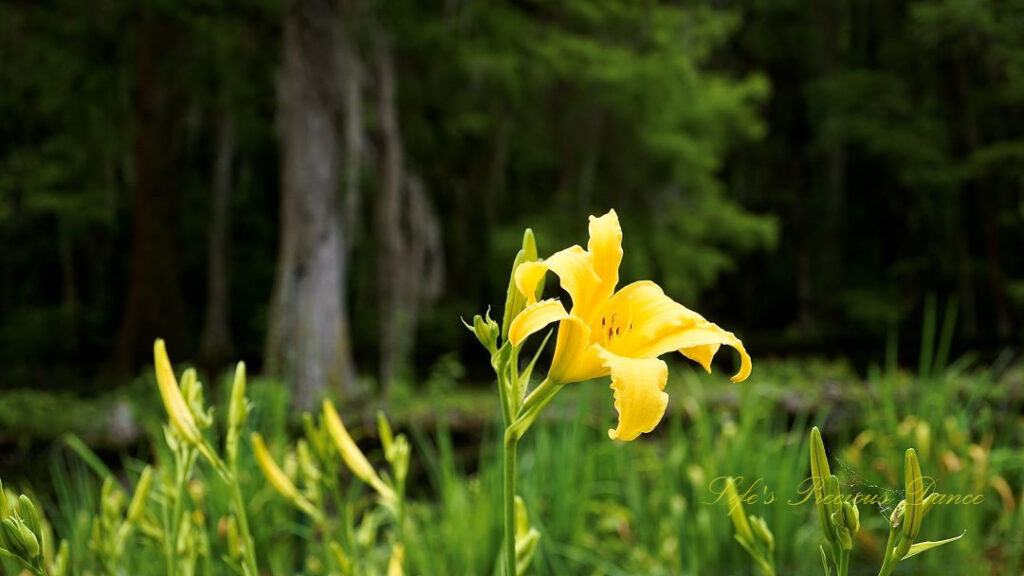 Yellow daylily in full bloom. Cypress tree in the background.