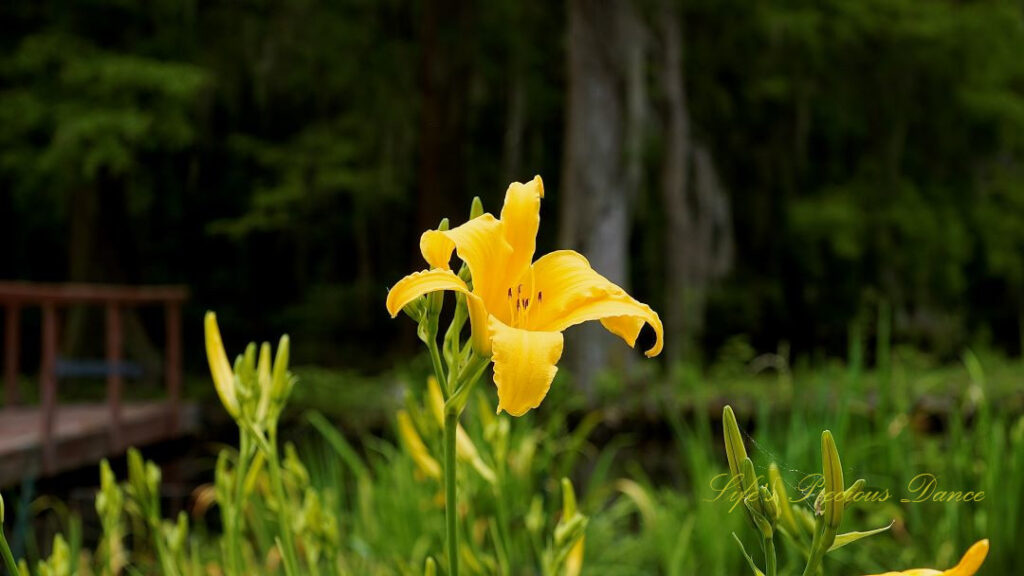 Yellow daylily in full bloom. A wooden platform to the left and cypress trees in the background.