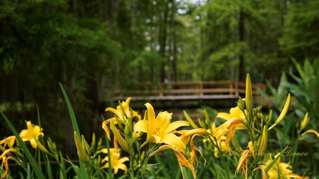 Yellow day lilies in full bloom. A walking bridge in the background.